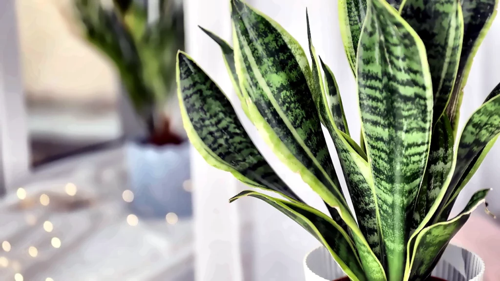 As melhores plantas para usar na decoração de casa 1 As melhores plantas para usar na decoração de casa