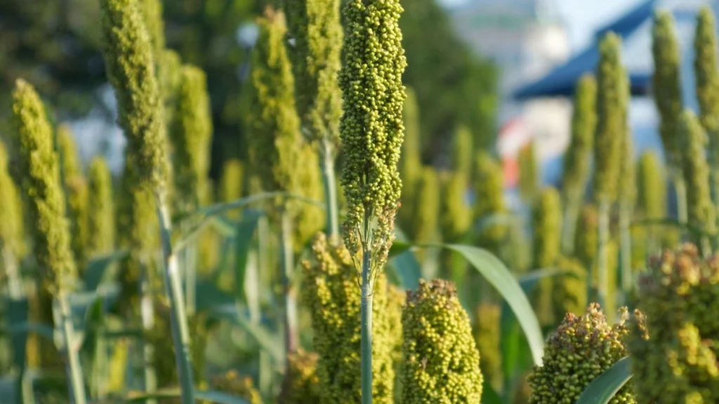 Cultivo de sorgo granífero fomenta sustentabilidade rural em Santa Catarina com incentivo à ração animal, agricultura familiar e diversificação agrícola