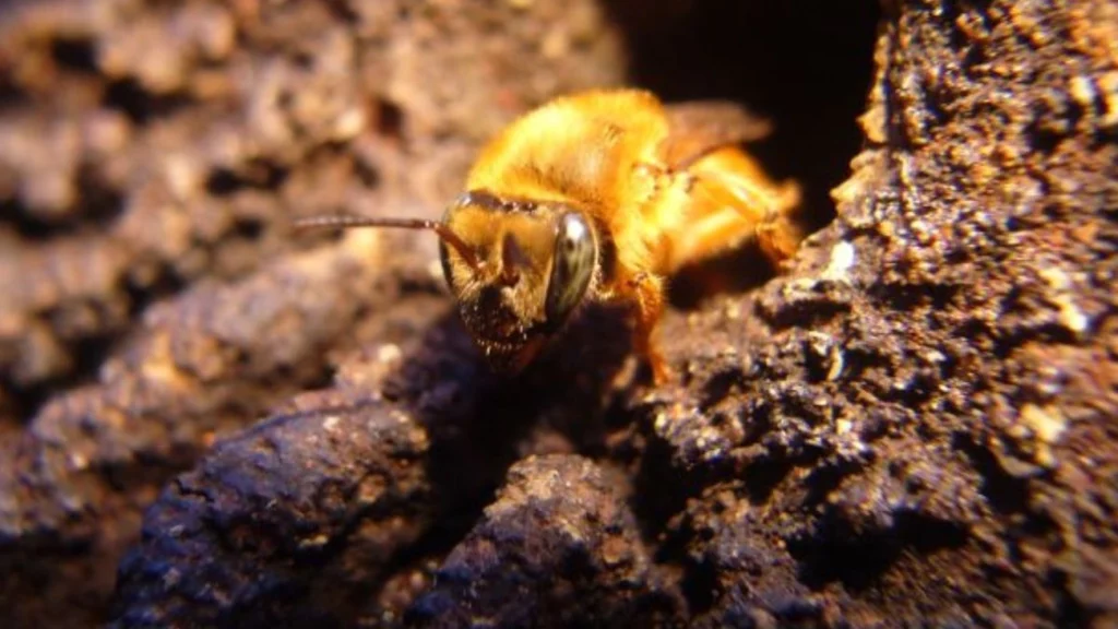 Criação de abelhas sem ferrão é tema central de evento em Florianópolis (SC), que acontece nos próximos dias